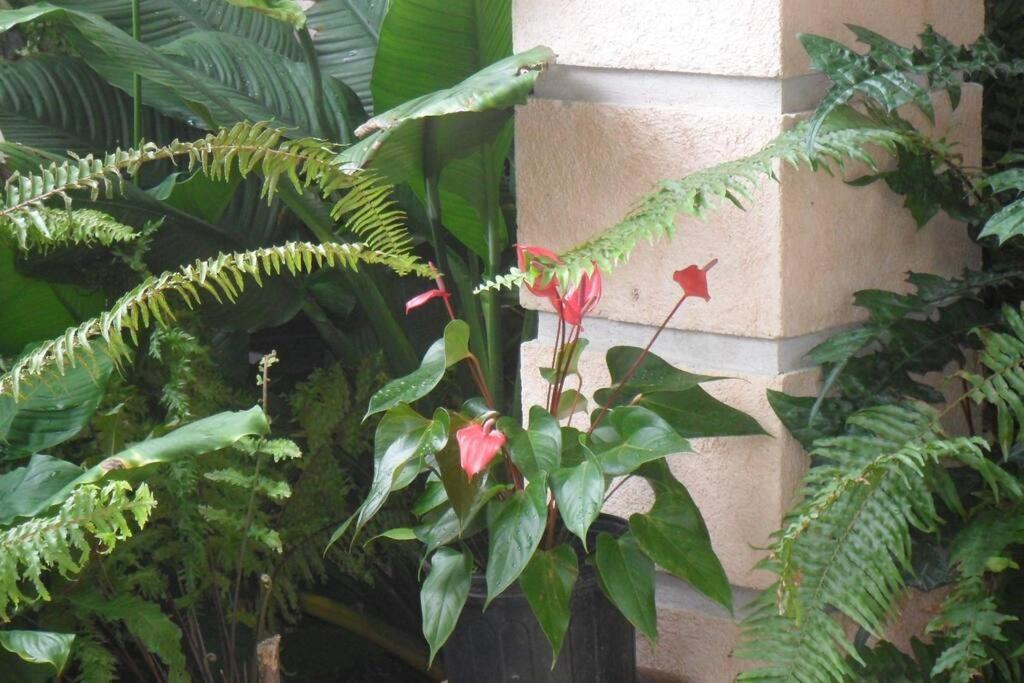 Ferienwohnung Idilio Escape Ocho Rios Exterior foto